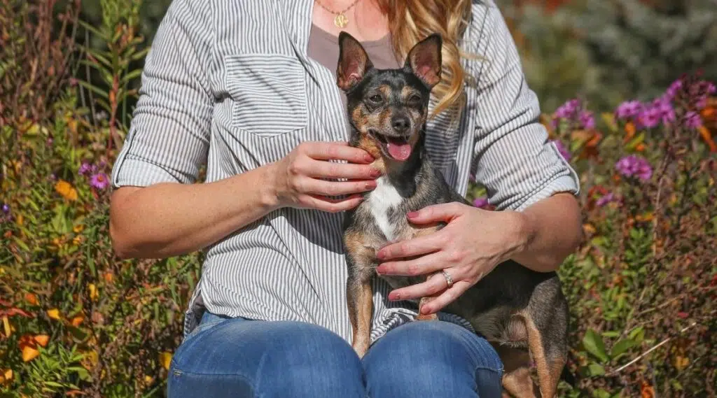 Rat Terrier Chihuahua Mix sentado en el regazo de una mujer