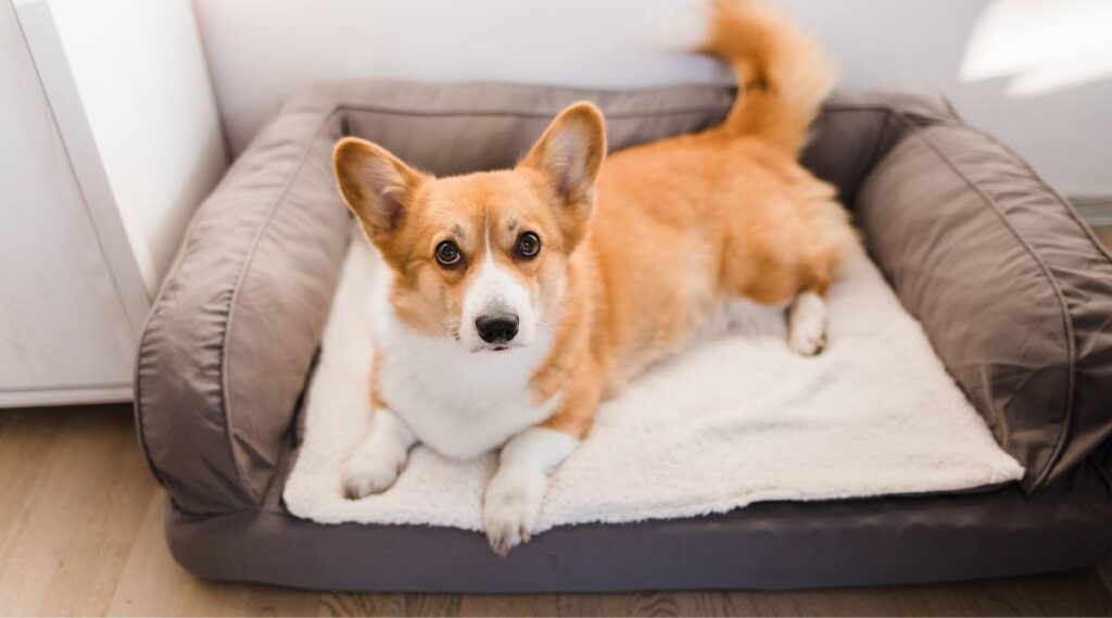 Corgi galés rojo pembroke lindo perro acostado en un sofá para perros