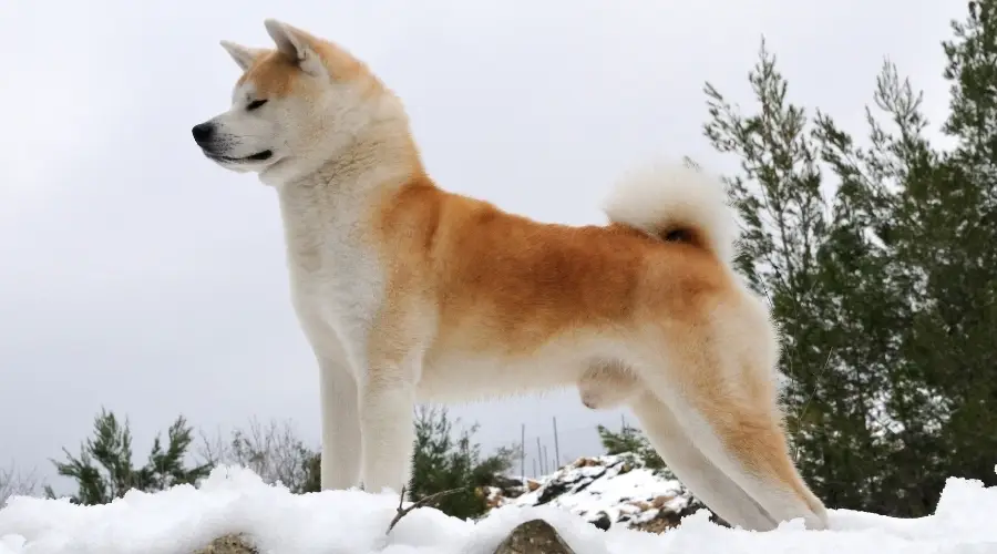 Perro esponjoso de pie en la nieve