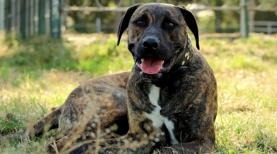 22 Razas Cruzadas De Pittie Diferentes Que Amamos