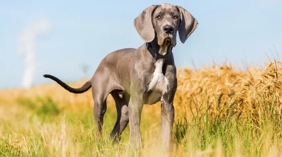 Perro de pelo azul en Hayfield