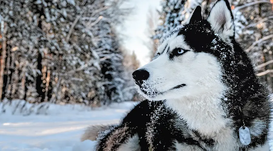 25 Cachorros Diferentes Con Ojos Azules