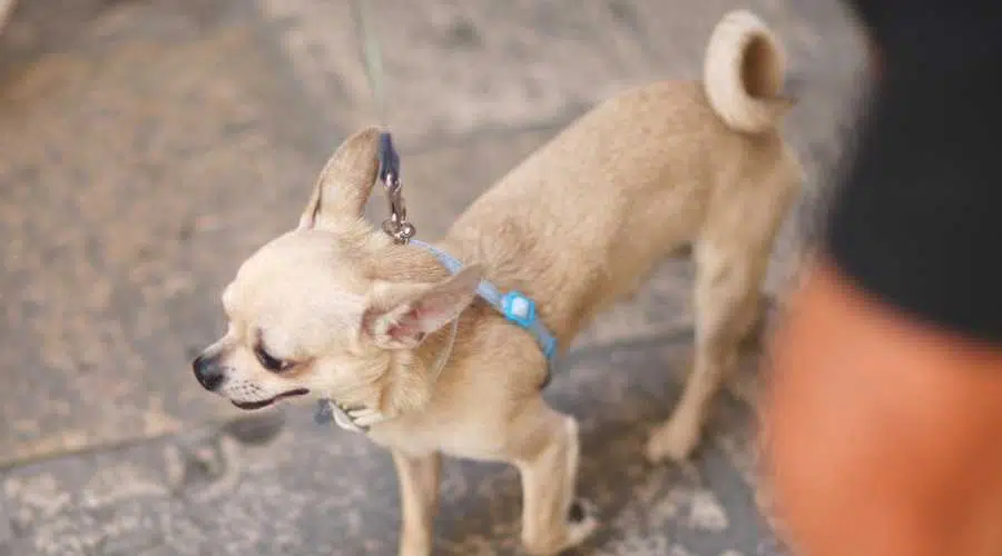 Cola rizada de chihuahua