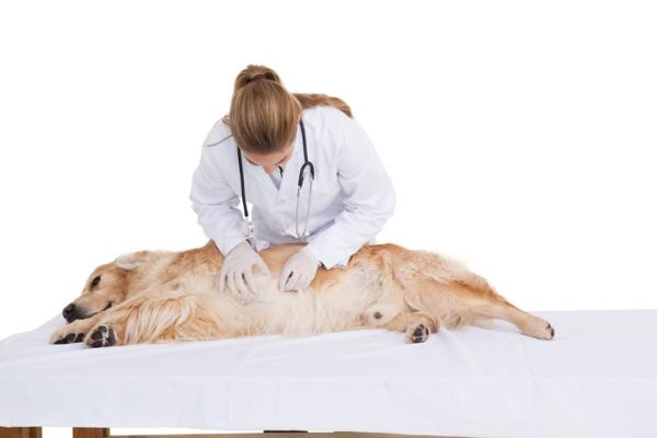 Abdomen distendido en perros - Síntomas de distensión abdominal en perros