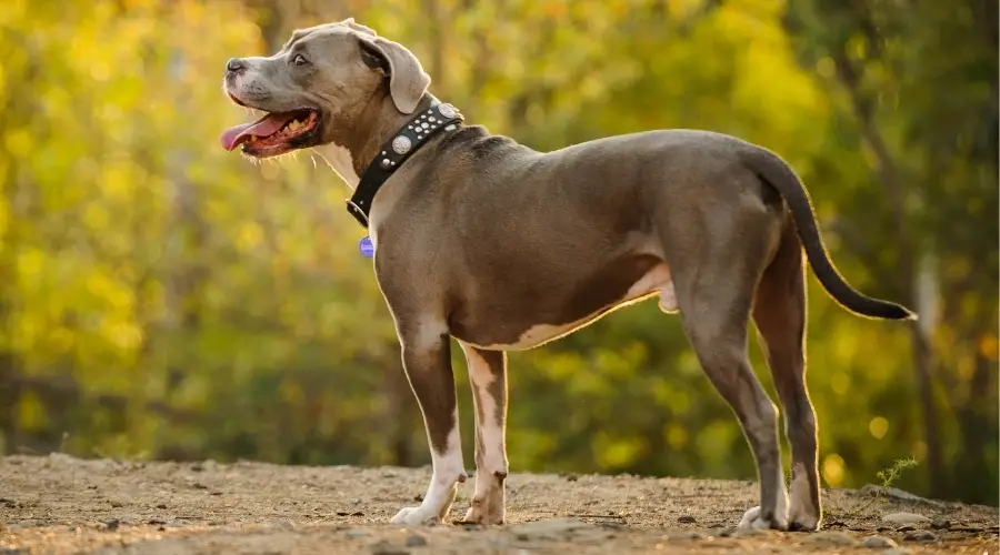 American Pitbull Terrier Versus Golden Retriever: ¿Cuál Es La Diferencia? American Pitbull Terrier Versus Golden Retriever: ¿cuál Es La Diferencia?