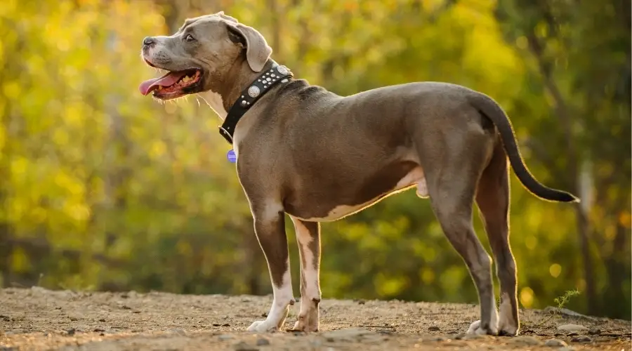 American Pitbull Terrier Versus Golden Retriever: ¿cuál Es La Diferencia?