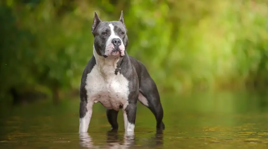 American Pitbull Terrier Vs. Husky Siberiano: Diferencias Y Similitudes De