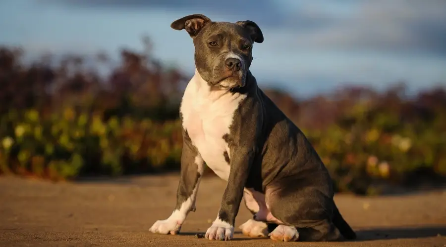 American Pitbull Terrier Vs. Labrador Retriever: Comparación De Razas