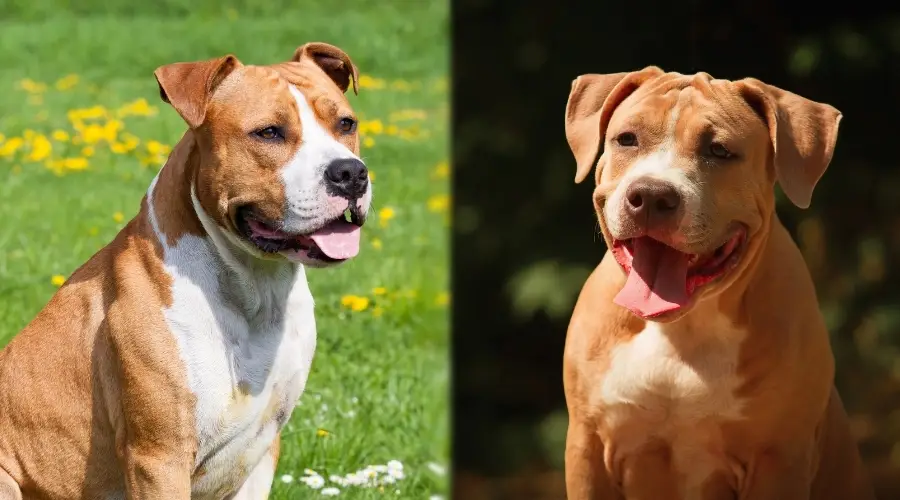 Dos perros bronceados al aire libre