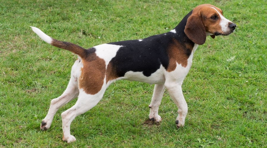 Beagle Vs. Boston Terrier: Diferencias Y Similitudes De Raza