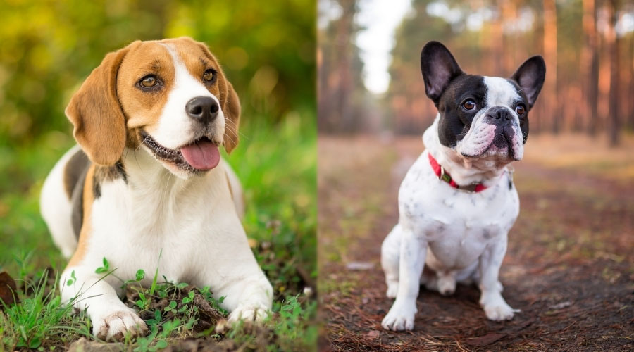 Perros bien educados sentados afuera