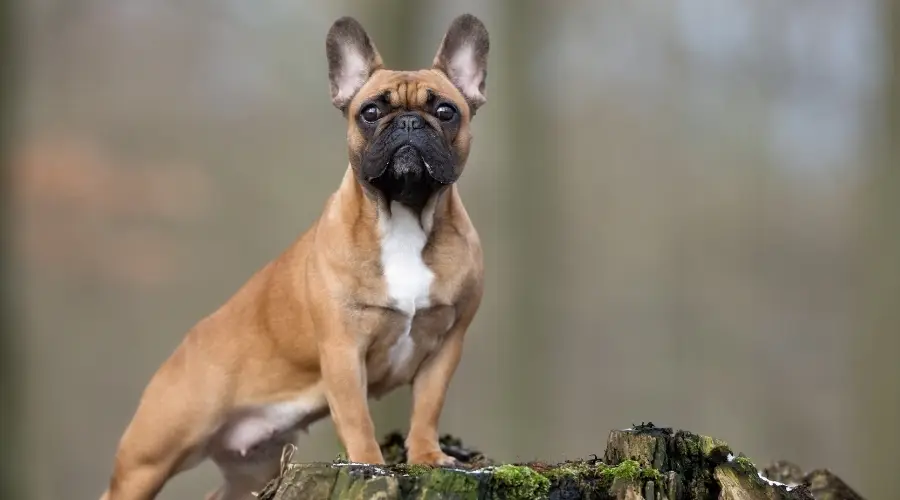 Perro marrón con hocico negro de pie