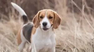 Beagle Vs. Labrador Retriever: Diferencias Y Similitudes De Raza