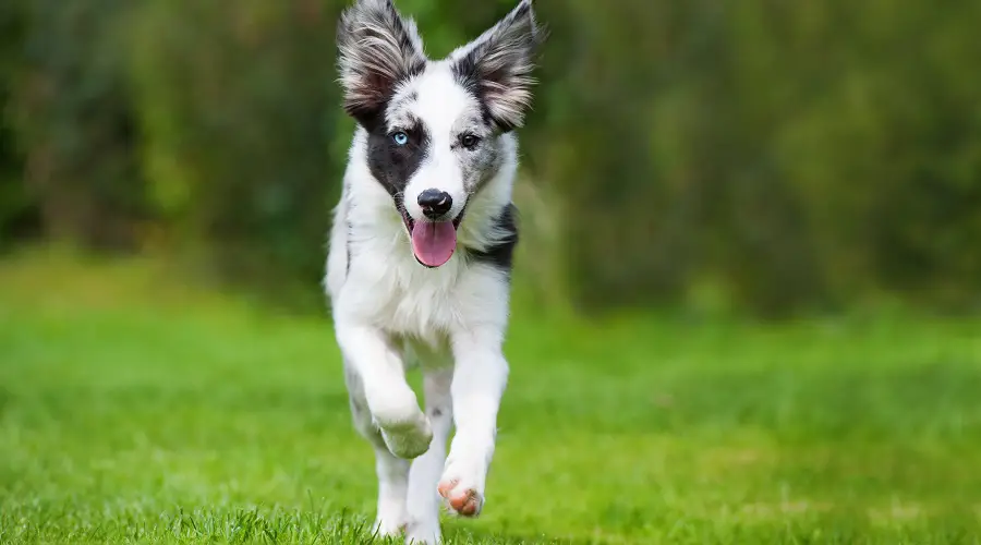 Aspecto de la mezcla de pastor australiano Blue Heeler