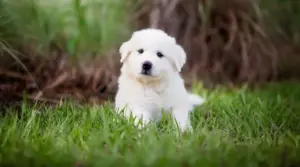 Best Dog Foods for Great Pyrenees: Puppies, Adults & Seniors
