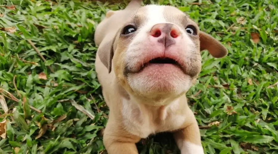 Cachorro American Bully esperando comida