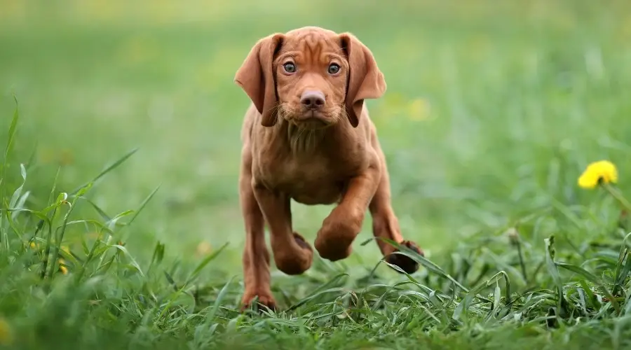 Cachorro Vizsla corriendo en la hierba