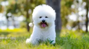 Bichon Frise Vs. Poodle: Diferencias Y Similitudes De Raza