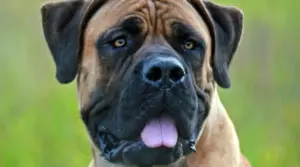 Boerboel vs Bullmastiff: Diferencias Y Similitudes De Raza