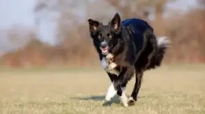Border Collie Vs. Pastor Alemán: Comparación De Razas