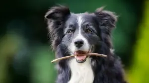 Border Collie Vs. Sheltie: Diferencias Y Similitudes