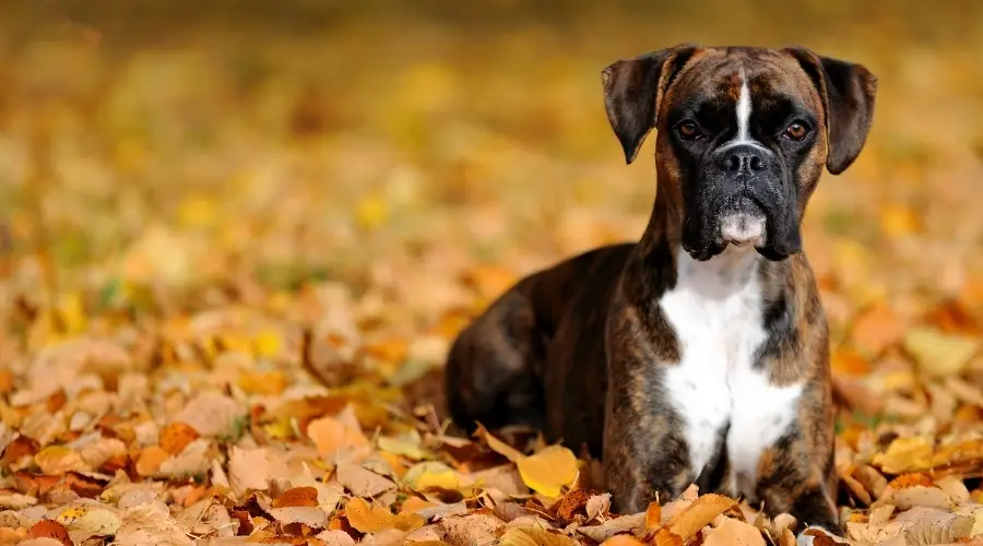 Boxer Vs. American Pit Bull Terrier: ¿cuál Es La Diferencia?