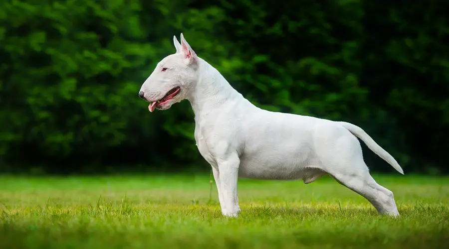 Bull terrier