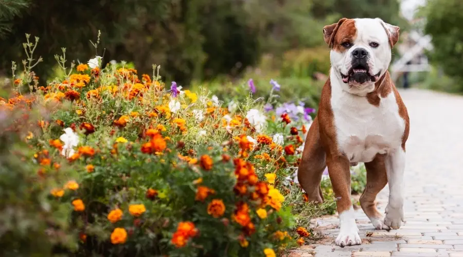 Bulldog Americano Versus Pitbull Terrier: Comparación De Razas