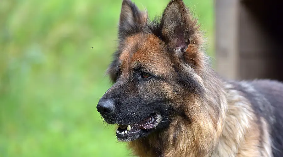 Cachorros Sheprador, Precios Y Más