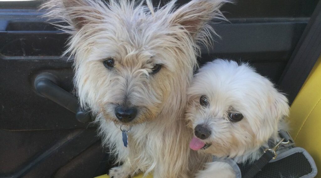 Cairn Terrier y perro maltés sentados en un coche