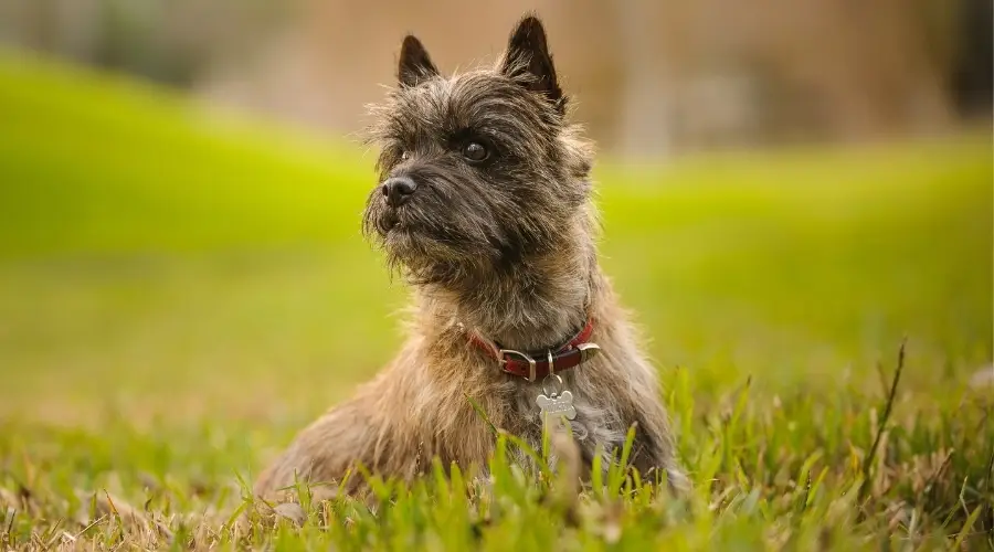 Cairmal: Información Sobre La Mezcla De Cairn Terrier Maltese: Hechos,