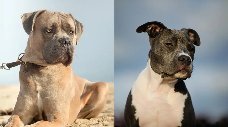 Apariencia de Cane Corso vs American Pitbull Terrier