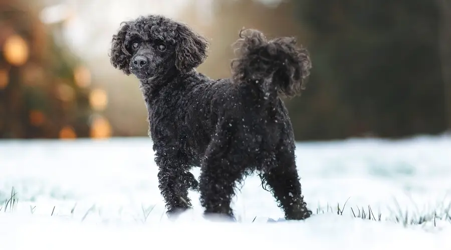 Caniche vs Goldendoodle: Diferencias Y Similitudes De Raza