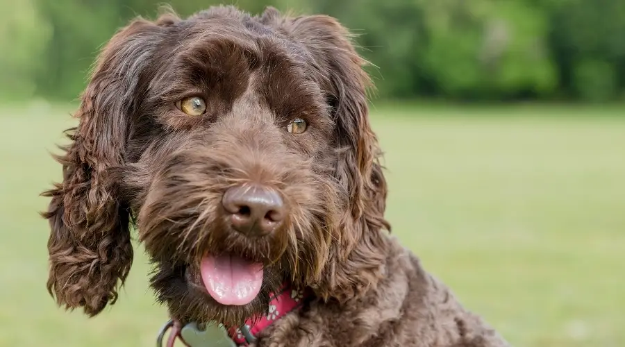 Perro marrón al aire libre en la hierba