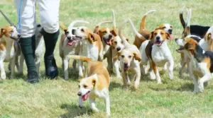 Caninos Populares Para Rastrear, Oler Y Recuperar
