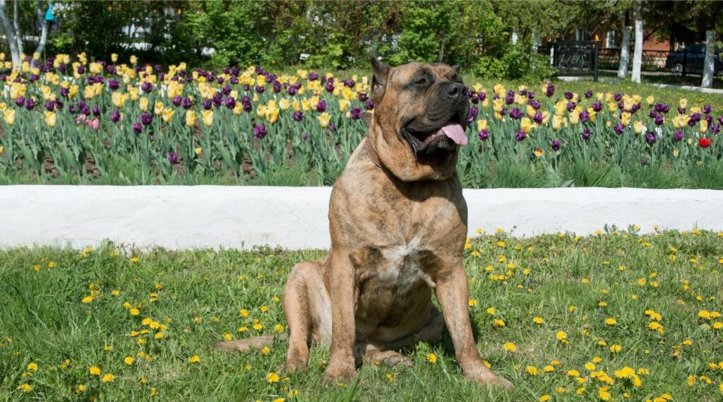 Presa Canario con buen temperamento sentado en la hierba