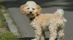 Cavachon Vs. Cavapoo: Diferencias Y Similitudes De Raza