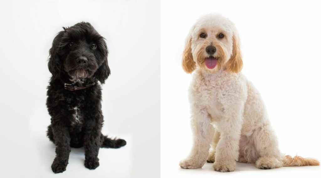 Cavapoo vs Cockapoo sentados sobre fondos blancos uno al lado del otro