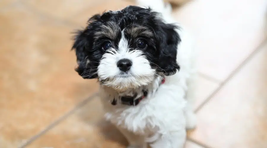 Cavapoo mirando hacia arriba