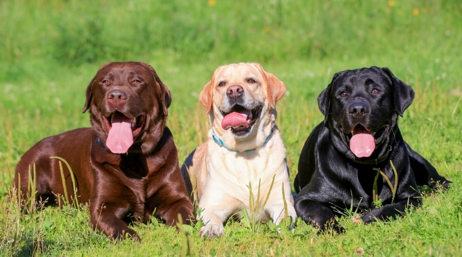 Perros marrones, amarillos y negros sentados en la hierba