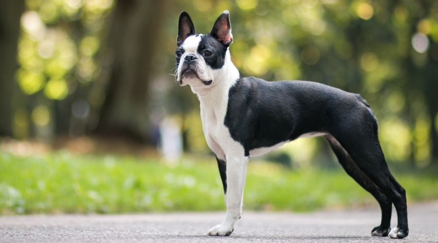 Pequeño perro blanco y negro de pie