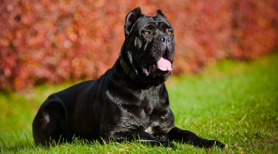 Cane Corso Pelaje Negro