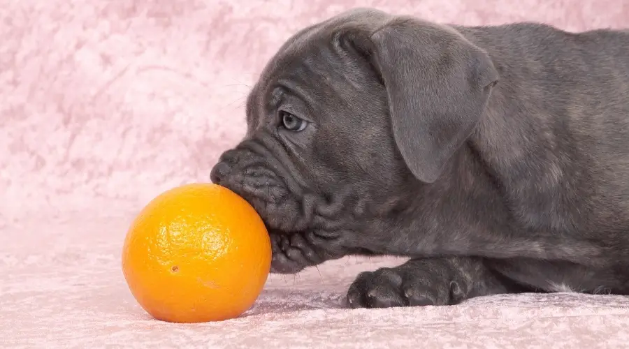 Cachorro Cane Corso oliendo fruta redonda