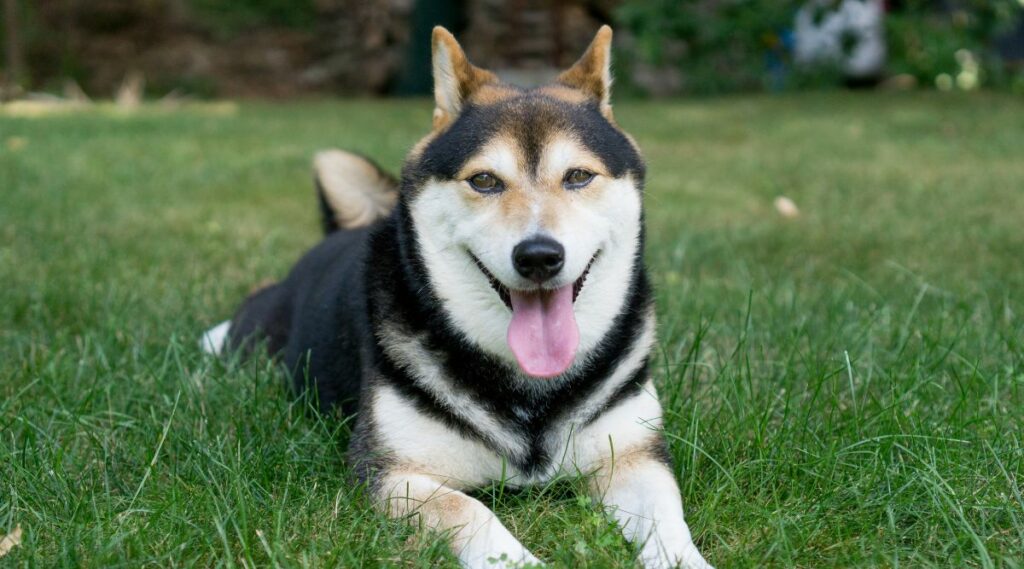 Shiba Inu negro y tostado tirado en la hierba