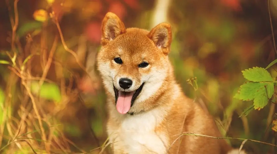 Colores De Shiba Inu: 7 Estándar Y No Estándar