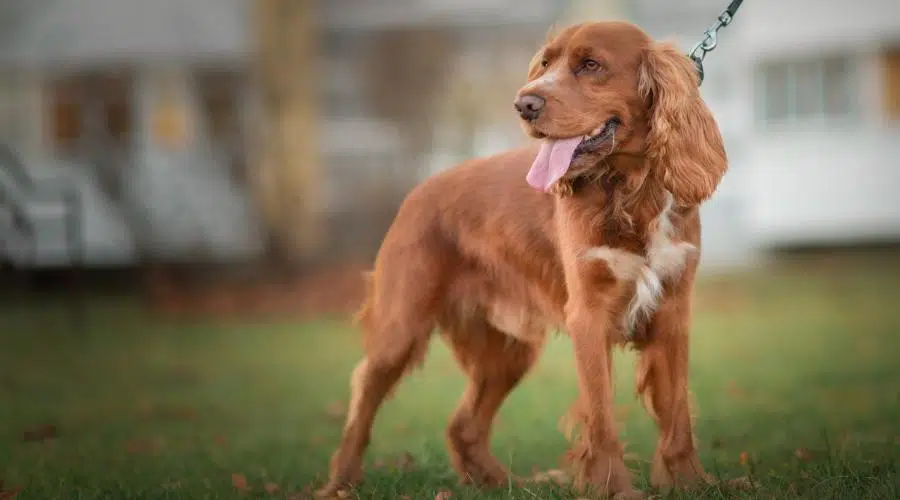 Colores Del Golden Retriever: Estándar Y No Estándar