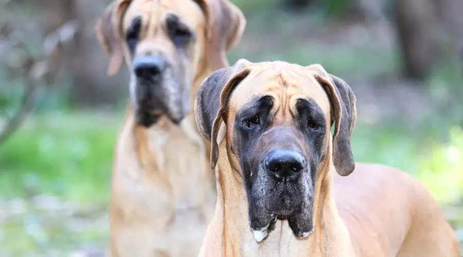 2 perros gran danés leonado