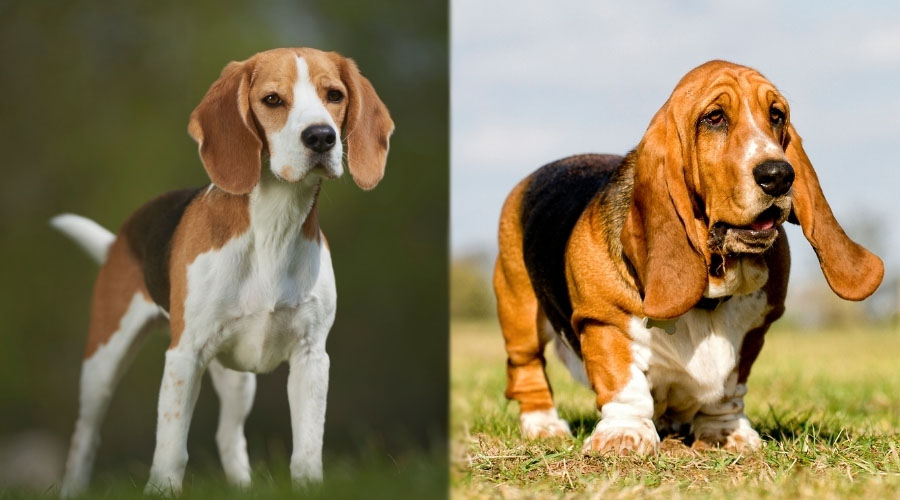 Perros parados al aire libre