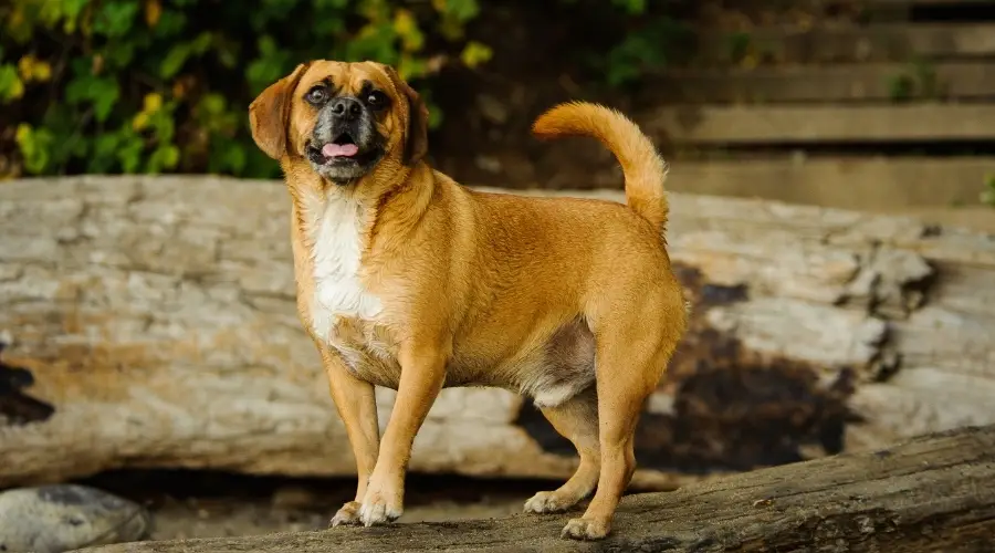 Perro marrón blanco y negro parado sobre un tronco