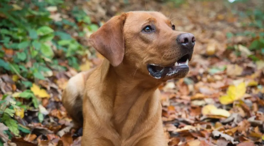 Labrador rojo en hojas de otoño